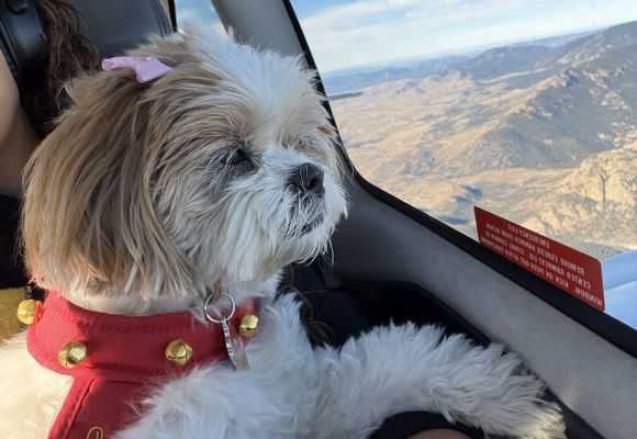 Photo of a small white dog in a plane flying over the Rocky Mountains